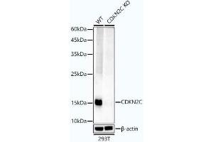 Western blot analysis of extracts from wild type(WT) and CDKN2C knockout (KO) 293T cells, using CDKN2C antibody  at 1:1000 dilution.