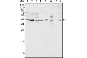 Western Blotting (WB) image for anti-Mitogen-Activated Protein Kinase 1 (MAPK1) antibody (ABIN1107133) (ERK2 anticorps)