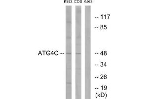 Western blot analysis of extracts from K562 cells and COS7 cells, using ATG4C antibody. (ATG4C anticorps  (N-Term))