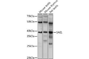 Western blot analysis of extracts of various cell lines, using S Rabbit mAb (ABIN7270633) at 1:1000 dilution. (SAE1 anticorps)