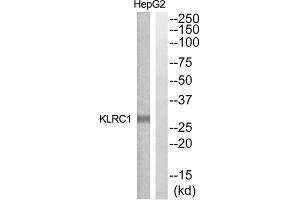 Western blot analysis of extracts from HepG2 cells, using KLRC1 antibody. (KLRC1 anticorps  (N-Term))