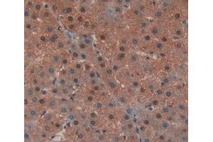 IHC-P analysis of liver tissue, with DAB staining. (EDF1 anticorps  (AA 2-148))