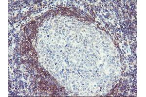 Immunohistochemistry (IHC) image for anti-Pallidin Homolog (PLDN) antibody (ABIN1500264)