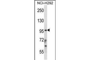 Western blot analysis in NCI-H292 cell line lysates (35ug/lane). (STAT4 anticorps  (C-Term))