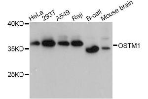Western blot analysis of extracts of various cell lines, using OSTM1 Antibody (ABIN5998424) at 1:3000 dilution. (OSTM1 anticorps)
