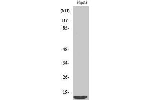 Western Blotting (WB) image for anti-Pre-mRNA Branch Site Protein p14 (SF3B14) (C-Term) antibody (ABIN3186873) (Pre-mRNA Branch Site Protein p14 (SF3B14) (C-Term) anticorps)