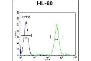 FOXC2 Antibody (Center ) (ABIN655526 and ABIN2845039) flow cytometric analysis of HL-60 cells (right histogram) compared to a negative control cell (left histogram). (FOXC2 anticorps  (AA 183-210))