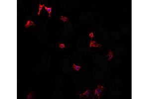 ABIN6276890 staining HepG2? (Vip anticorps  (Internal Region))