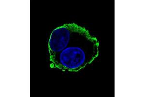 Confocal iunofluorescent analysis of P14 Antibody (C-term) (ABIN658994 and ABIN2838037) with HepG2 cell followed by Alexa Fluor® 488-conjugated goat anti-mouse lgG (green).