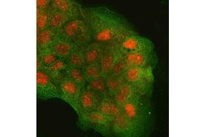 IF analysis of RGS9 and Tubulin beta using anti-RGS9 antibody (ABIN7599945) and anti-Tubulin beta antibody (ABIN7602744). (RGS anticorps  (AA 13-638))