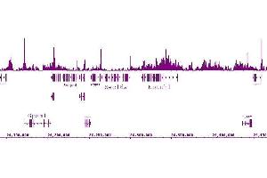Histone H4K5ac antibody (pAb) tested by ChIP-Seq.