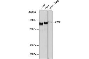 Western blot analysis of extracts of various cell lines, using CTCF antibody (ABIN7266164) at 1:1000 dilution.