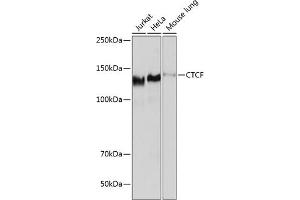 Western blot analysis of extracts of various cell lines, using CTCF antibody (ABIN7266164) at 1:1000 dilution. (CTCF anticorps)