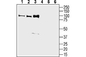 Western blot analysis of human  neuroblastoma cell lysate (lanes 1 and 4), mouse  microglia cell lysate (lanes 2 and 5) and human HMC3 microglial cell line lysate (lanes 3 and 6):1-3.