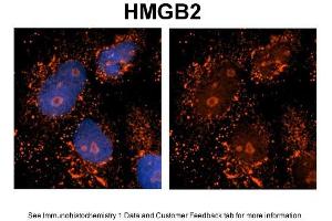 Sample Type: NT2 cells Red: Antibody Blue: DAPI Primary Dilution: 1ug/50ul antibody Secondary Antibody: Alexa goat anti-rabbit 594 Image Submitted by: Yuzhi Chen, University of Arkansas for Medical Sciences (HMGB2 anticorps  (Middle Region))