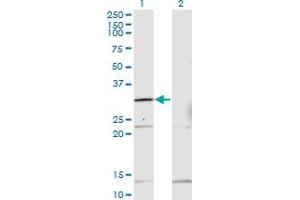 Western Blot analysis of HOXB1 expression in transfected 293T cell line by HOXB1 monoclonal antibody (M13), clone 2E5.