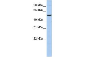 WB Suggested Anti-PPARA Antibody Titration:  0. (PPARA anticorps  (N-Term))