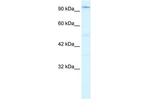 ZFHX2 anticorps  (Middle Region)