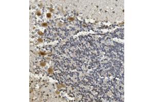 IHC analysis of Rad9b using anti-Rad9b antibody (ABIN7599360).