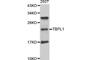 Western blot analysis of extracts of 293T cells, using TBPL1 antibody (ABIN5975608) at 1/1000 dilution. (TBPL1 anticorps)