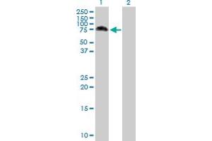 Western Blot analysis of MAP3K7 expression in transfected 293T cell line by MAP3K7 MaxPab polyclonal antibody. (MAP3K7 anticorps  (AA 1-579))