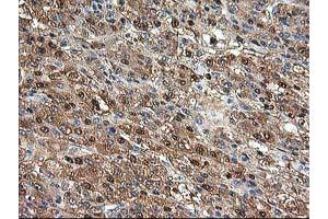 Image no. 8 for anti-Aminoacylase 1 (ACY1) antibody (ABIN1496454) (Aminoacylase 1 anticorps)