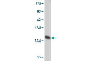 Western Blot detection against Immunogen (37 KDa) .