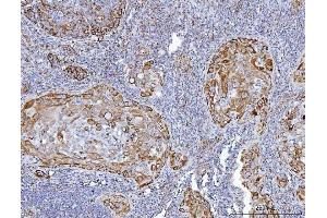 IHC analysis of GLUD1/2 using anti-GLUD1/2 antibody (ABIN7602000). (GLUD1 / GLUD2 (AA 54-553) anticorps)