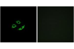 Immunofluorescence (IF) image for anti-Olfactory Receptor, Family 4, Subfamily C, Member 12 (OR4C12) (AA 260-309) antibody (ABIN2891002) (OR4C12 anticorps  (AA 260-309))