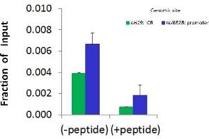 Chromatin Immunoprecipitation (ChIP) Using HDAC2 antibody - middle region  and HCT116 Cells