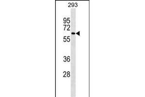 NCOA4 Antibody ABIN1539863 western blot analysis in 293 cell line lysates (35 μg/lane). (NCOA4 anticorps)