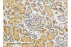 ABIN2562421 (4µg/ml) staining of paraffin embedded Human Kidney. (ENOX2 anticorps  (Internal Region))