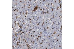 Immunohistochemical staining (Formalin-fixed paraffin-embedded sections) of human liver shows strong cytoplasmic positivity in Kupffer cells with CD300A polyclonal antibody  at 1:20 - 1:50 dilution. (CD300a anticorps  (AA 98-149))