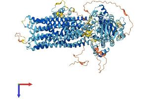 AlphaFold protein structure predicition of Human Recombinant ABCC11 Protein, UniprotID Q96J66