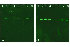 Western Blot of Rabbit AKT Antibody.