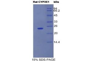 SDS-PAGE analysis of Rat CYP2E1 Protein.