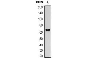 Western blot analysis of MMP21 expression in HEK293T (A) whole cell lysates. (MMP21 anticorps  (Center))