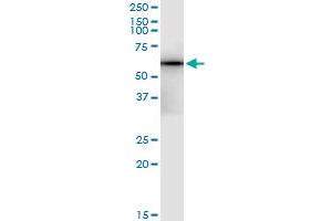 anti-Osteomodulin (OMD) (AA 1-421) antibody