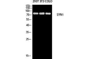 Western Blot (WB) analysis of 293T 3T3 COLO205 using SYN1 antibody. (SYN1 anticorps)