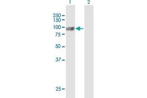 Western Blot analysis of GNS expression in transfected 293T cell line by GNS MaxPab polyclonal antibody.