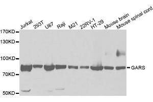 Western Blotting (WB) image for anti-Glycyl-tRNA Synthetase (GARS) antibody (ABIN1876623) (GARS anticorps)