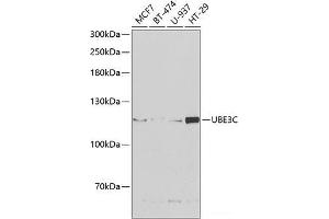 Western blot analysis of extracts of various cell lines using UBE3C Polyclonal Antibody at dilution of 1:1000. (UBE3C anticorps)