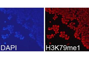 Immunofluorescence analysis of 293T cell using H3K79me1 antibody. (Histone 3 anticorps  (H3K79me))