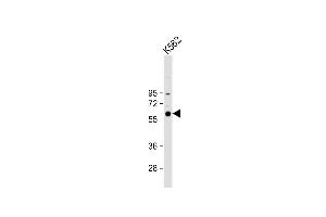 Anti-CCNB1 Antibody (C-term) at 1:1000 dilution + K562 whole cell lysate Lysates/proteins at 20 μg per lane.