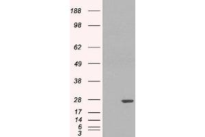 HEK293 overexpressing GSTP1 (ABIN5434700) and probed with ABIN185418 (mock transfection in first lane). (GSTP1 anticorps  (Internal Region))
