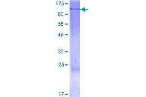 Image no. 1 for CD248 Molecule, Endosialin (CD248) (AA 1-757) protein (GST tag) (ABIN1348584)