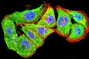 Immunofluorescence analysis of Hela cells using P2RY4 mouse mAb (green).