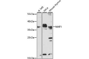 Western blot analysis of extracts of various cell lines, using MAF1 antibody.