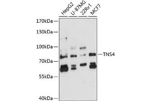 Western blot analysis of extracts of various cell lines, using TNS4 antibody (ABIN6129139, ABIN6149374, ABIN6149375 and ABIN6224770) at 1:3000 dilution.