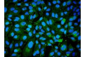 IF analysis of CD239/BCAM using anti-CD239/BCAM antibody (ABIN7602976). (BCAM anticorps  (Middle Region))